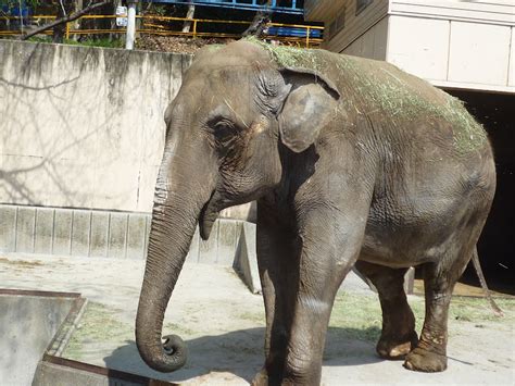 Sur.ly for drupal sur.ly extension for both major drupal version is. 由佳のぼちぼち日記: 池田動物園に行きました