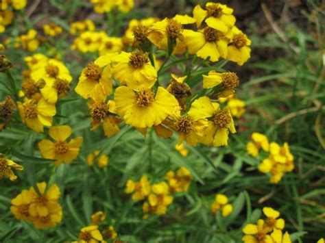 4da6ff 4da6ff 4da6ff 4da6ff 4da6ff 77 166 255 rgb color code color picker, codes, converters. Mexican Mint Marigold
