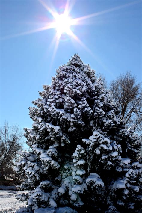 Snow Covered Pine Tree With Winter Sun Picture Free Photograph