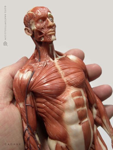 3d viewer is not available. Pixologic > Anatomy Tools / ZBrush Bundle > Male Anatomy ...