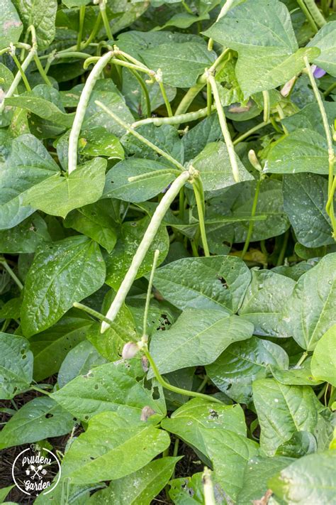 Check spelling or type a new query. Growing Southern Peas