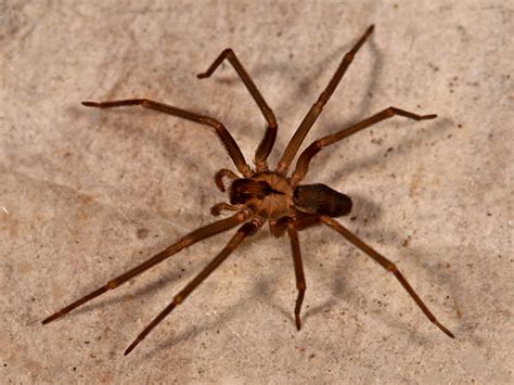 No one wants a home filled with unwanted houseguests. Pest Control and Extermination in Arizona's Verde Valley
