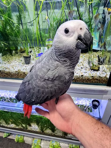 Handreared African Grey Parrot
