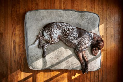 Best Dog Beds Resources Cuddla