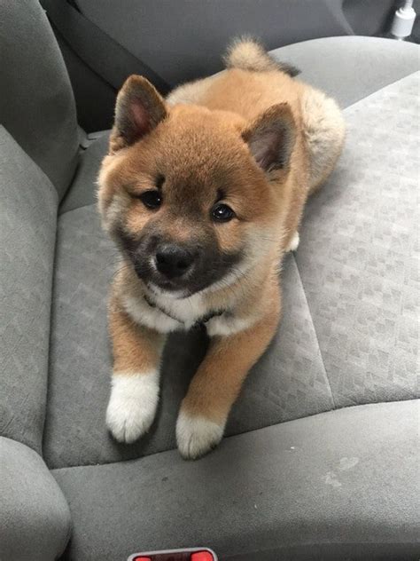 Entdecke 16 anzeigen für shiba inu welpen kaufen zu bestpreisen. Shiba Inu Welpen Kaufen Berlin