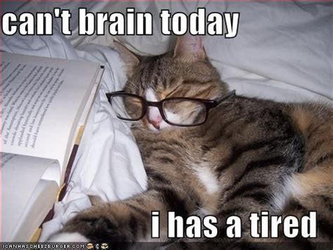Cant Brain Today I Has A Tired Funny Animal Memes Funny Animals