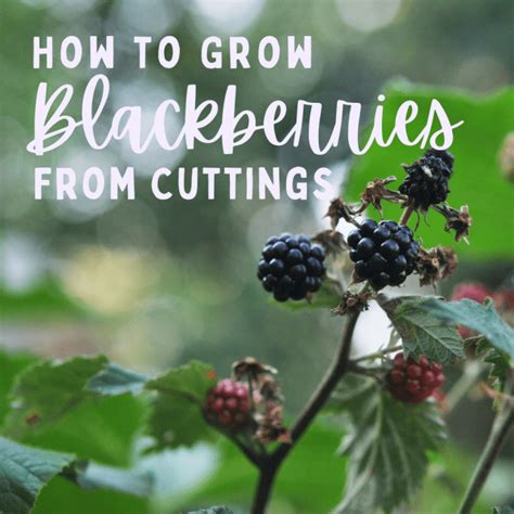 The price includes four (4) sweetie pie blackberry plants with 4 hello organics tags. Blackberry Plants: How to Grow and Propagate - Dengarden ...