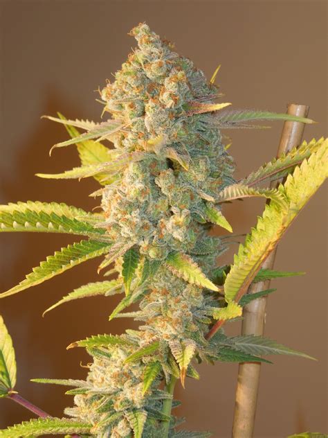 Green Poison (Sweet Seeds) :: Cannabis Strain Info