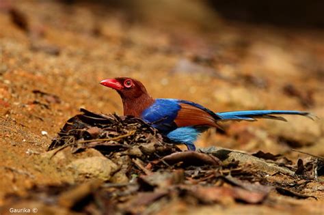 Sri Lanka Blue Magpie කැහිබෙල්ලාurocissa Ornata Sinh Flickr