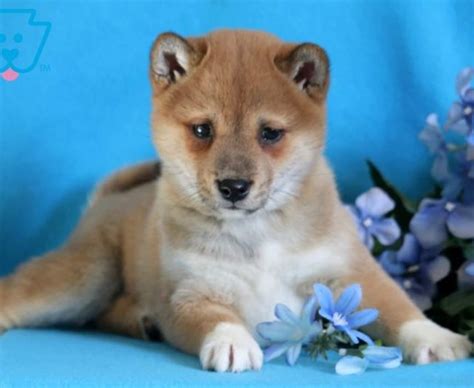 If you are looking to adopt or buy a shiba inu take a look here! Shiba Inu Puppies For Sale | Puppy Adoption | Keystone Puppies