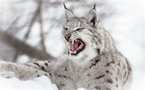 Animals Lynx Nature Snow Wildlife Depth Of Field Wild Cat Open