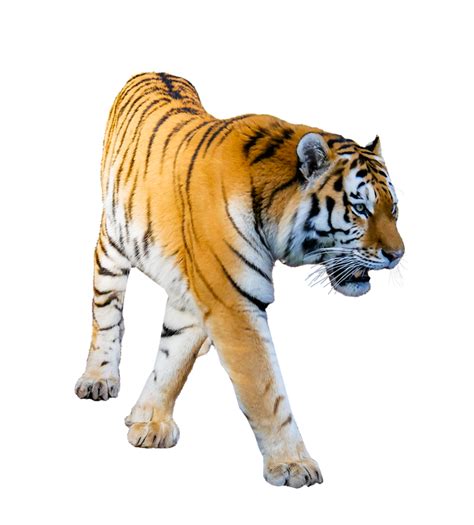 angry tiger png 20 free Cliparts | Download images on Clipground 2021 png image