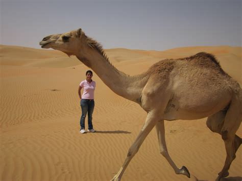 Story :the arab & camel. Spaceward Bound United Arab Emirates 2011: Saturday ...