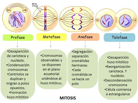 Mitosis Claribel Telegraph