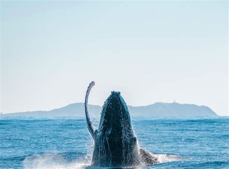 Whale Watching Byron Bay | Out Of The Blue Adventures
