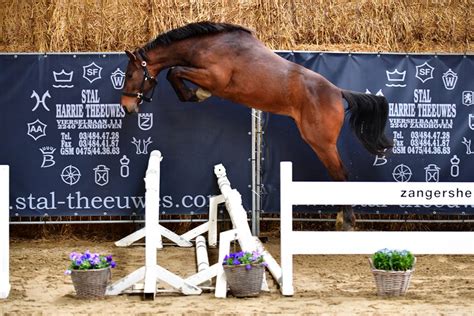 Zangersheide Online Auction Auctions Horses From Stud 111 World Of
