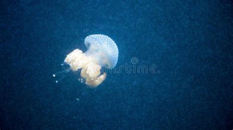 Breathing Jellyfish Moving Under Water Stock Video Video Of Medusa