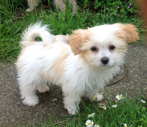 Ask questions and learn about mikies at nextdaypets.com. Gorgeous rare Miki girl puppies for sale. | Newark ...