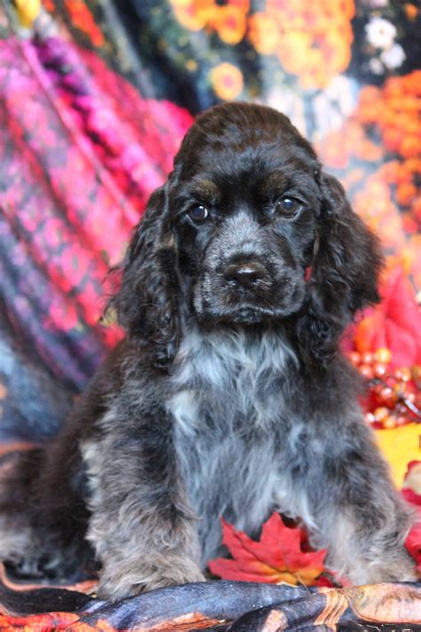 Some owners give them a close crop for a sportier look and to reduce grooming time. Pin by Coat of Many Colors Kennel on Cocker Spaniels ...