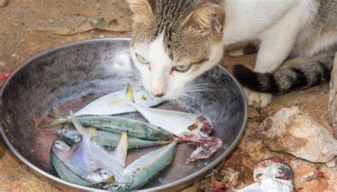 Why Do Cats Like Fish The Ragdoll Hub