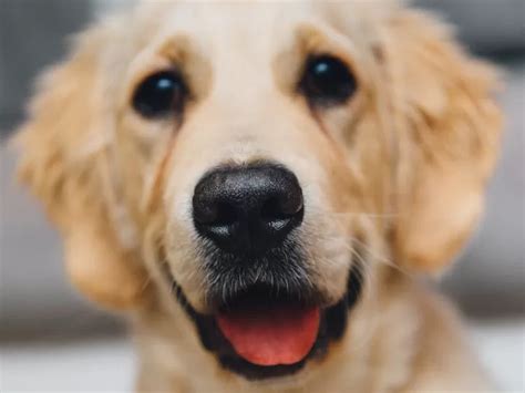 10 Señales Que Indican Que Tu Perro Es Feliz Aprende A Reconocerlas