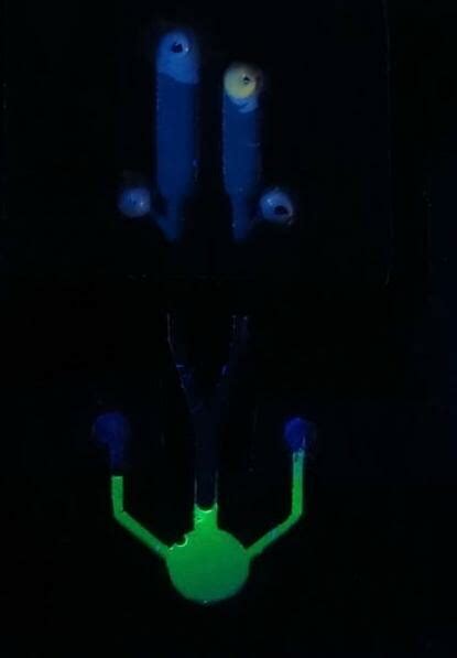 Per chi è adatto il test rapido anziché il tampone classico? UFG desenvolve teste molecular rápido para COVID-19 em ...