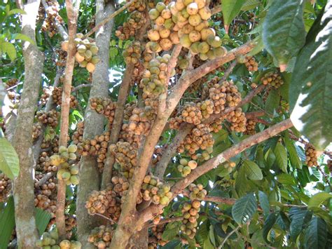 Cara mudah tut pokok mangga harumanis perlis | air layering mango tree. Abdul Rashid: Buah dokong