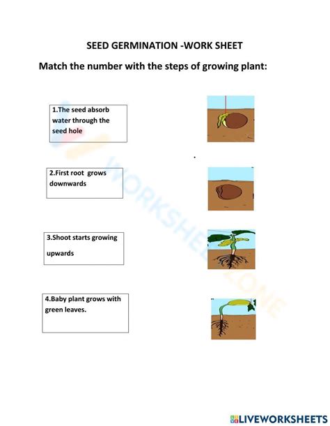 Stages Of Seed Germination Worksheets