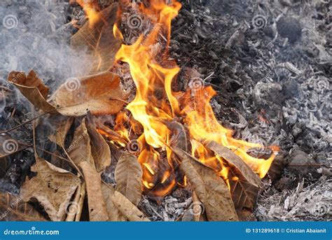 Burning Leafs In Autumn Stock Photo Image Of Bonfire 131289618