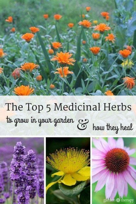 Grow These Medicinal Herbs In Your Flower Garden They Are Beautiful