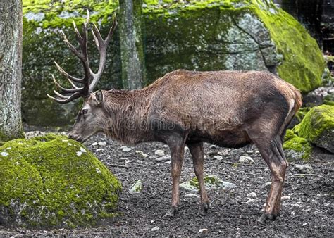 European Red Deer Male 5 Stock Photo Image Of Zoology 122346382