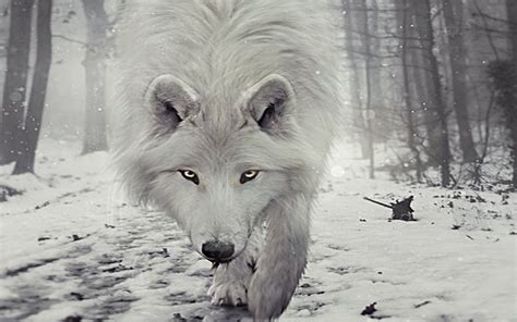 Si te gusta customizar el fondo de pantalla de tu pc y darle un toque nuevo a tu pantalla, nada más sencillo entonces que descargar estas magníficas imágenes. Fondos de pantalla lobos | Fondos de Pantalla
