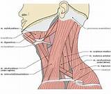 Neck And Shoulder Muscle Exercises Pictures