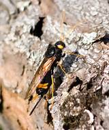 Brown Wasp Pictures