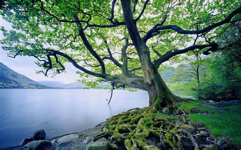 Vigorously growing trees use up available water more quickly. A Tree planted by streams of Water | Transformational Trend