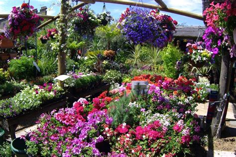 Learn more about the cactus euphorbia & buy online from patch. Best Garden Centres and Plant Shops in London | 24 Lush ...