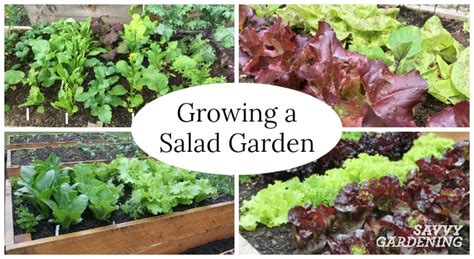 Growing A Salad Garden In Garden Beds And Containers Is Fast