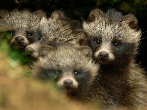 Medvedik Psovitý Raccoon Dog Animals Baby Animals