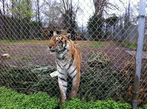 Carolina Tiger Rescue Tiger Rescue Pittsboro
