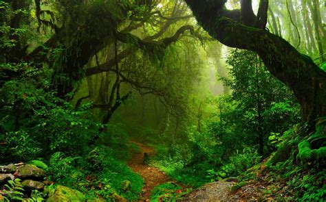 Microsoft release two new nature-themed wallpaper packs for Windows 10 ...