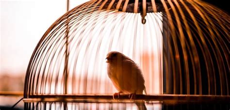 Peta Prime Distressed And Lonely Caged Birds Have No Cause To Sing