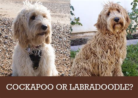 Maybe you would like to learn more about one of these? Cockapoo or Labradoodle: Which Dog Breed Is Right for You ...
