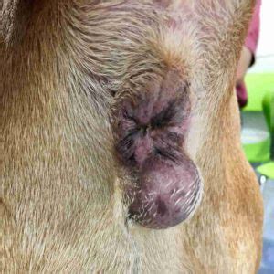 The skin is the most common site for mast cell tumours in cats. Hard Lump On Dog - petfinder