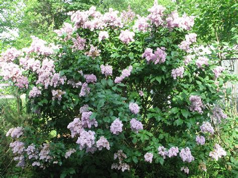 Sherrys Place Lilac Bush In Full Bloom