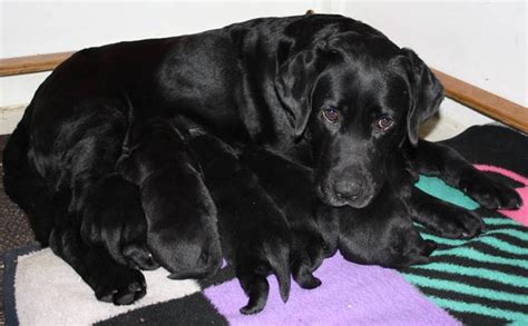 Purebred Black Labrador Retriever Puppies For Sale In Norwood Ontario