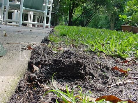 What Critter Makes Little Mounds Of Dirt Jacksonville Garden Yard