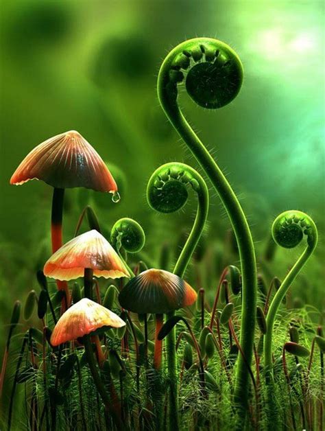 1000 Images About Fungi And Mushrooms On Pinterest