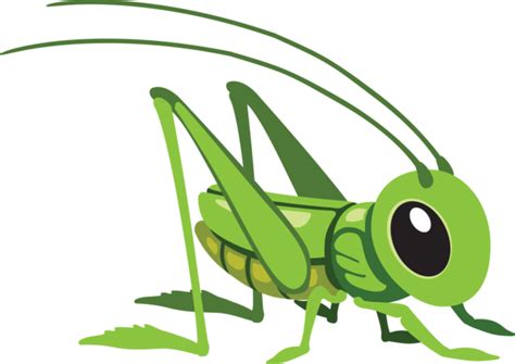 Grasshopper Png Transparent Image Download Size 699x495px