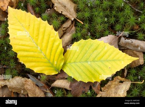 American Beech Trees Fagus Grandiflora Leafs On The Forest Floor