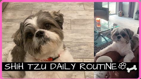 Shih Tzu Daily Routine Life With A Shih Tzu Youtube